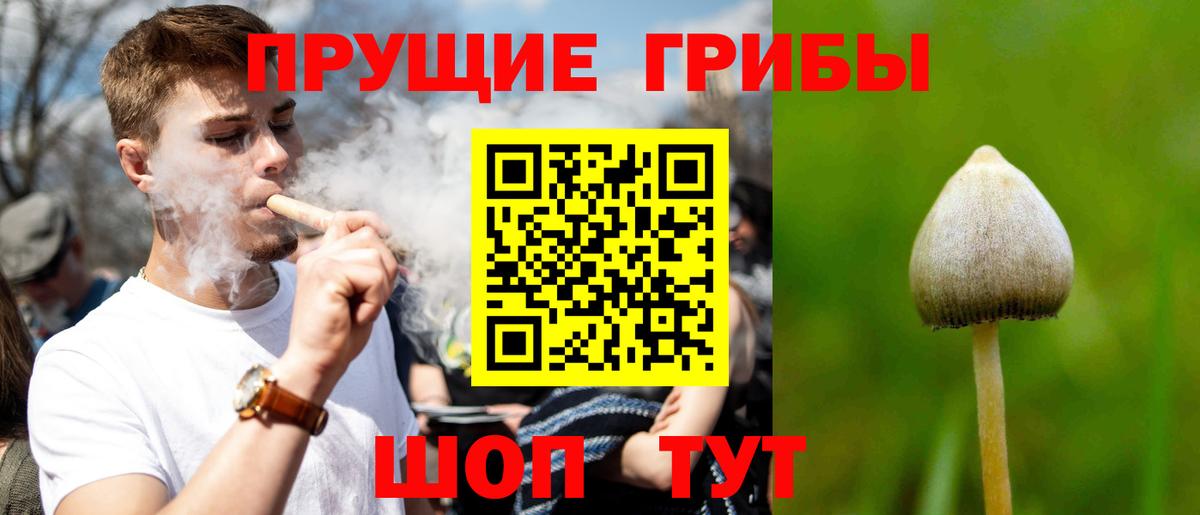 Галлюциногенные грибы Psilocybe Зеленокумск